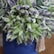 Crisantemos artificiales verdes y violetas en el arreglo floral Jardín de Jade